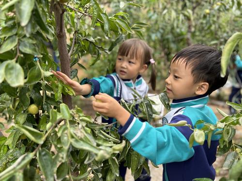 幼儿正在采摘冬枣